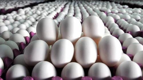 افزایش ۱۰۰ درصدی صادرات تخم مرغ خوراکی از استان مرکزی