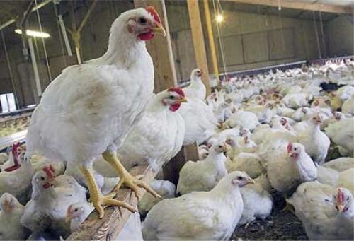 خرید ۱۰ تن مرغ مازاد تولیدی مرغداران خوزستانی