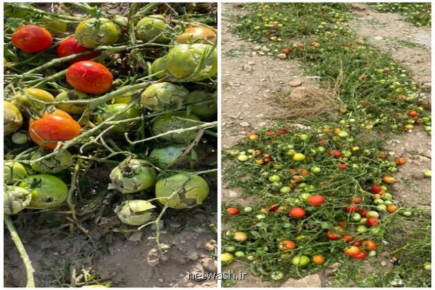 خسارت 100 درصدی مزارع گوجه فرنگی دشستان