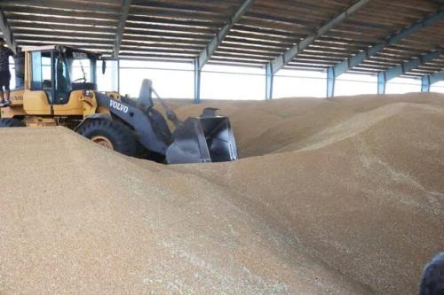 شورای قیمت گذاری محصولات کشاورزی، نرخ خرید گندم را تعیین کند