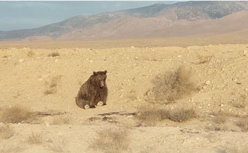 مشاهده یک قلاده خرس زخمی در حاشیه محور شاهرود - آزادشهر