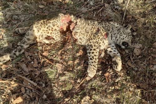 لاشه یک قلاده پلنگ در چهاردانگه ساری کشف شد