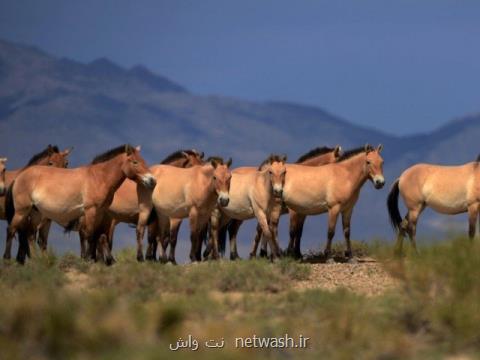 ایران ۶۰ هزار رأس اسب دارد
