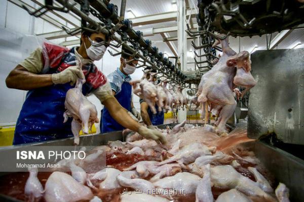 ممنوعیت قطعه بندی مرغ برای شركتهای مجوزدار برداشته شد