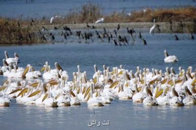 آغاز مهاجرت پرندگان به تالاب های خوزستان