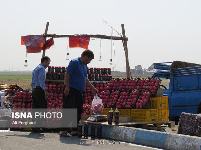 یاقوت سرخ ساوه برداشت شد