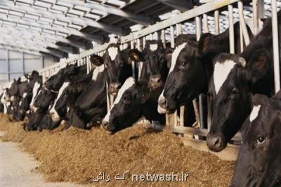 قیمت دام و علوفه نسبت به سال قبل چقدر تغییر کرده است؟