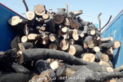 قطع درختان در دزفول نیازمند انجام فرآیندهای قانونی می باشد