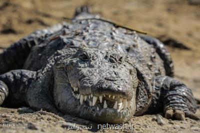 احتمال رفتارهای پرخطر گاندوها در فصل بارش های زمستانی وجود دارد