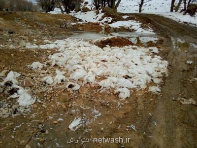 رهاسازی بیشتر از 500 لاشه مرغ در طبیعت نمین