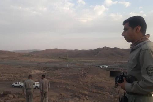دیده شدن ۲ یوز توران در محل تصادف
