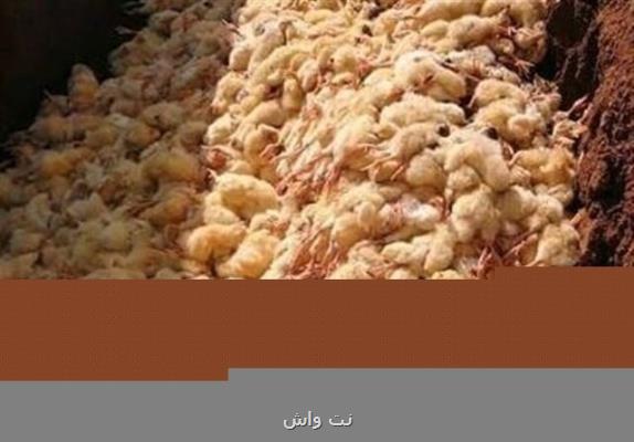 نیت اصلی معدوم سازی جوجه های یک روزه افزایش قیمت مرغ و تخم مرغ است