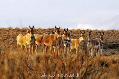 ابطال ۸۰ مجوز فعالیت معدنی در منطقه حفاظت شده بهرام گور