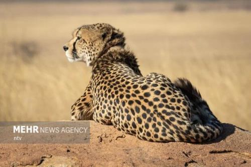 جستجو برای یافتن پلنگ زخمی در دماوند ادامه دارد