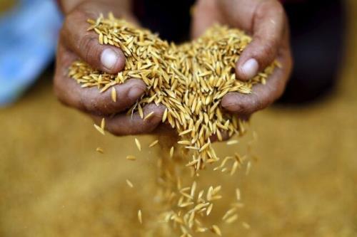 صادرات برنج تایلند صعودی شد