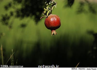 افزایش ۳ درصدی تولید محصول انار در خوزستان