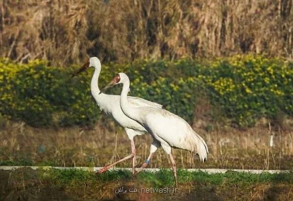آسمان و تالاب های گیلان برای عبور امید و رویا امن شد