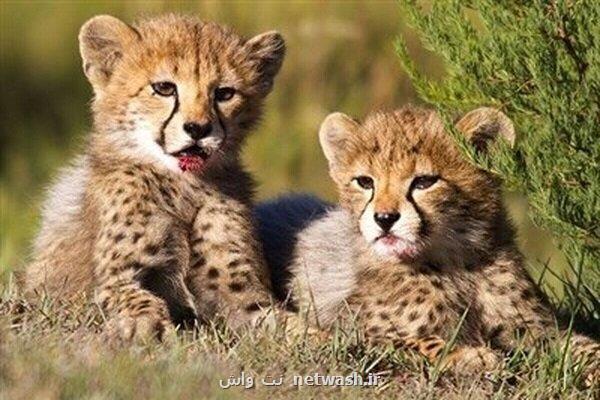 حواشی به وجود آمده برای توله یوزهای شاهرود