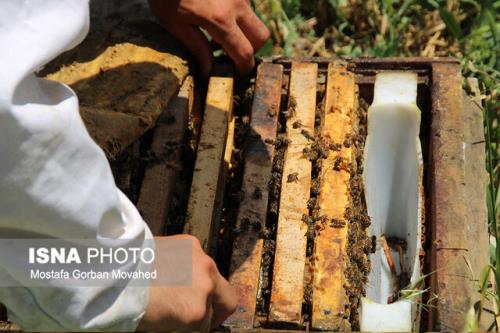 پیشبینی تولید ۱۴۰ هزار تن عسل امسال