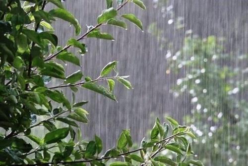 بارش پراکنده باران در شمال کشور