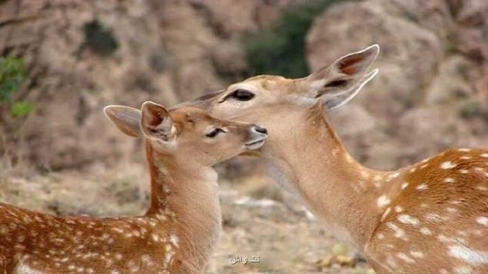 رونمایی از سریال و عروسک جدید زیست محیطی به همراه فیلم