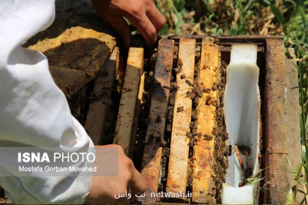 پیشبینی تولید ۱۴۰ هزار تن عسل امسال