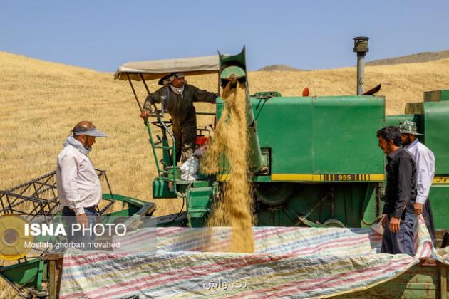 پرداخت مطالبات گندمکاران از هفته آتی