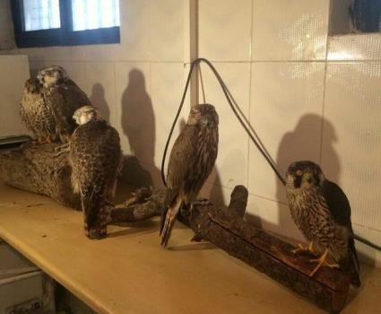 دستگیری قاچاقچی گونه های حیات وحش با مجموعه ای از پرندگان شکاری