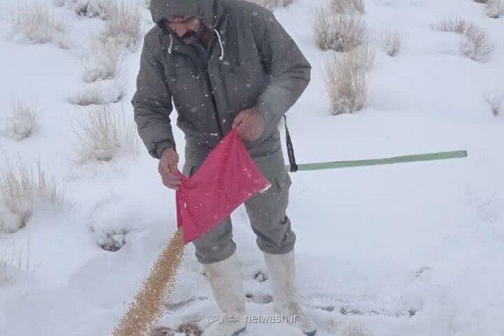 دانه و علوفه برای پرندگان و حیات وحش خراسان رضوی توزیع شد