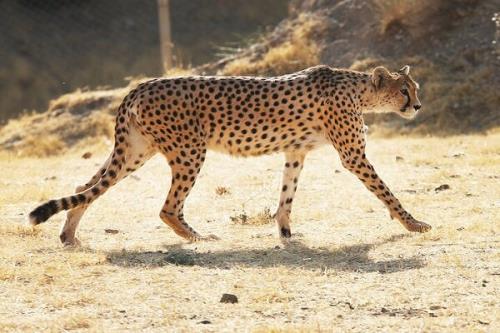 وضعیت فیروز تنها یوزپلنگ نر سایت تکثیر توران شاهرود مطلوب است