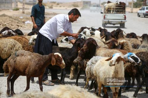 اعلام قیمت جدید دام زنده ۳۰ تیرماه ۱۴۰۴