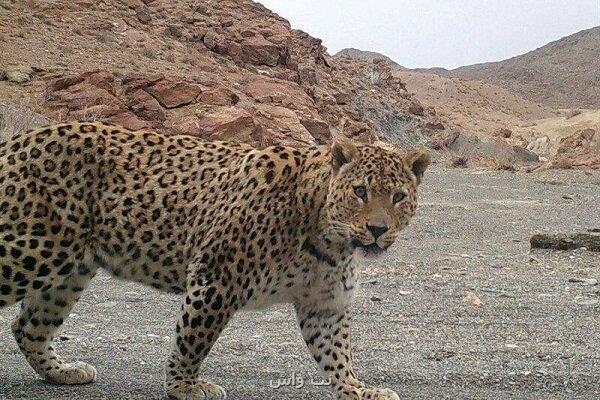پلنگ ایرانی در سالوک شکوهی بی رقیب در دل طبیعت به همراه فیلم