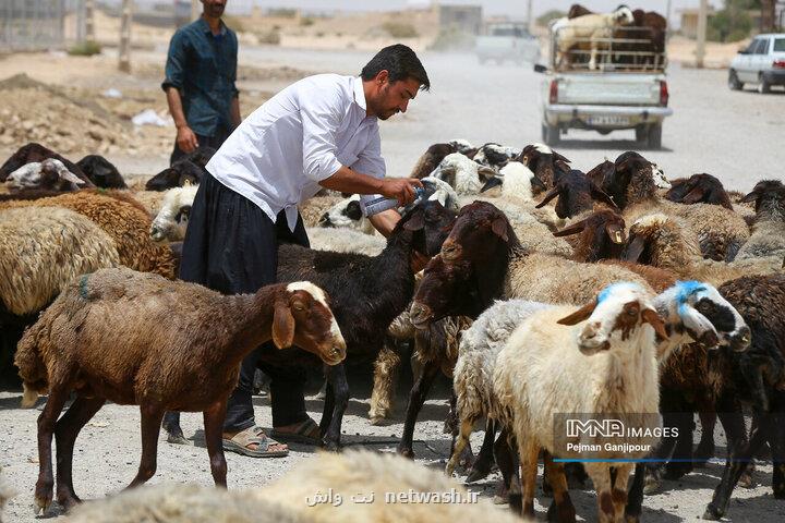 اعلام قیمت جدید دام زنده ۳۰ تیرماه ۱۴۰۴