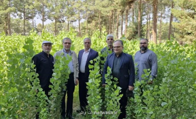 نهالستان شهید عموزاده سمنان 1 و هفت دهم میلیون نهال تولید کرد