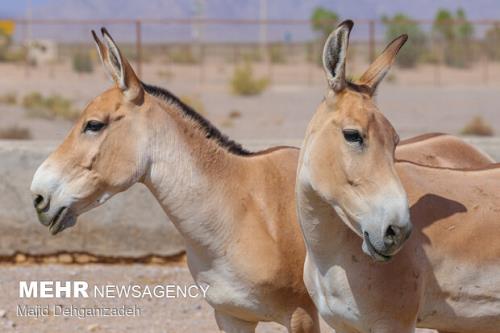 احیای گورخر ایرانی نمونه ای موفق از حفاظت گونه ها در معرض انقراض