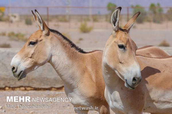 احیای گورخر ایرانی نمونه ای موفق از حفاظت گونه ها در معرض انقراض