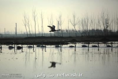 درخواست ورود معاون دادستان كل كشور به مبحث كشتار پرندگان
