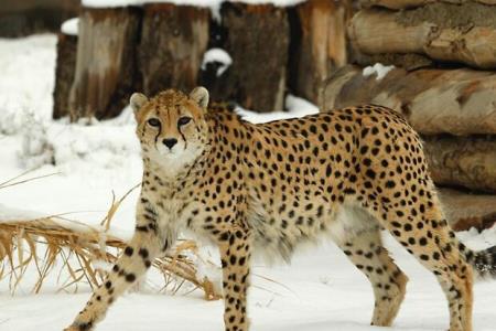 ایران به شاهرود رسید