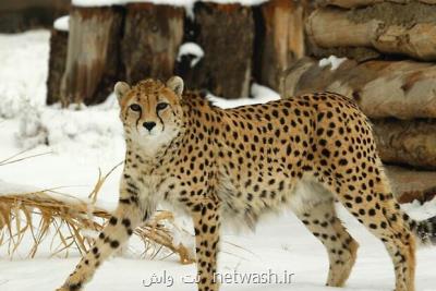 ایران به شاهرود رسید