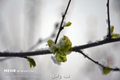 بارش برف بهاری در تهران