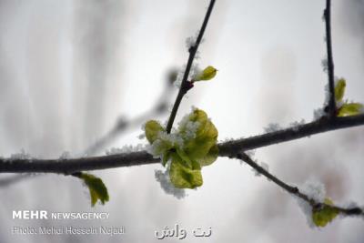 بارش برف بهاری در تهران