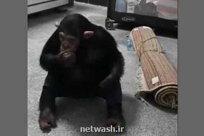 بازگشت شامپانزه معروف به مجموعه ارم