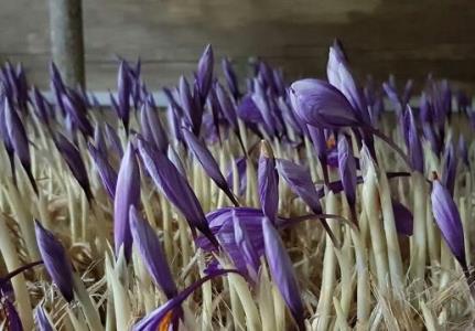 تولید زعفران گلخانه ای به روش هواكشت