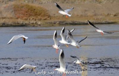 تلف شدن ۳۳۱ بال پرنده مهاجر آبزی در تالاب میانكاله