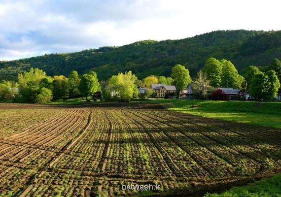 تصمیم جدیدی برای خرید دانه های روغنی اتخاذ شود