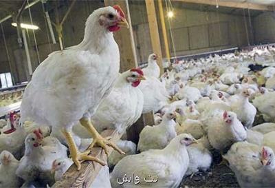 تامین گوشت مرغ تا كشتارگاه بر عهده وزارت جهاد كشاورزی است