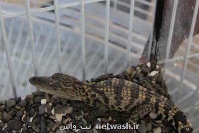هرگونه خرید و فروش حیوانات در اصفهان ممنوعست